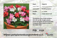 begonia