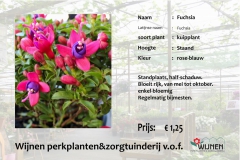 fuchsia-klein