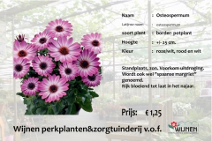 osteospemum