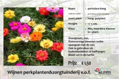 portulaca-hang-mix