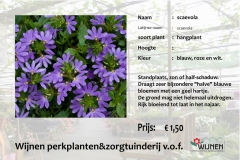 scaevola