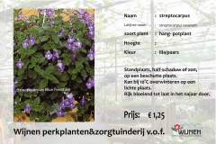 streptocarpus